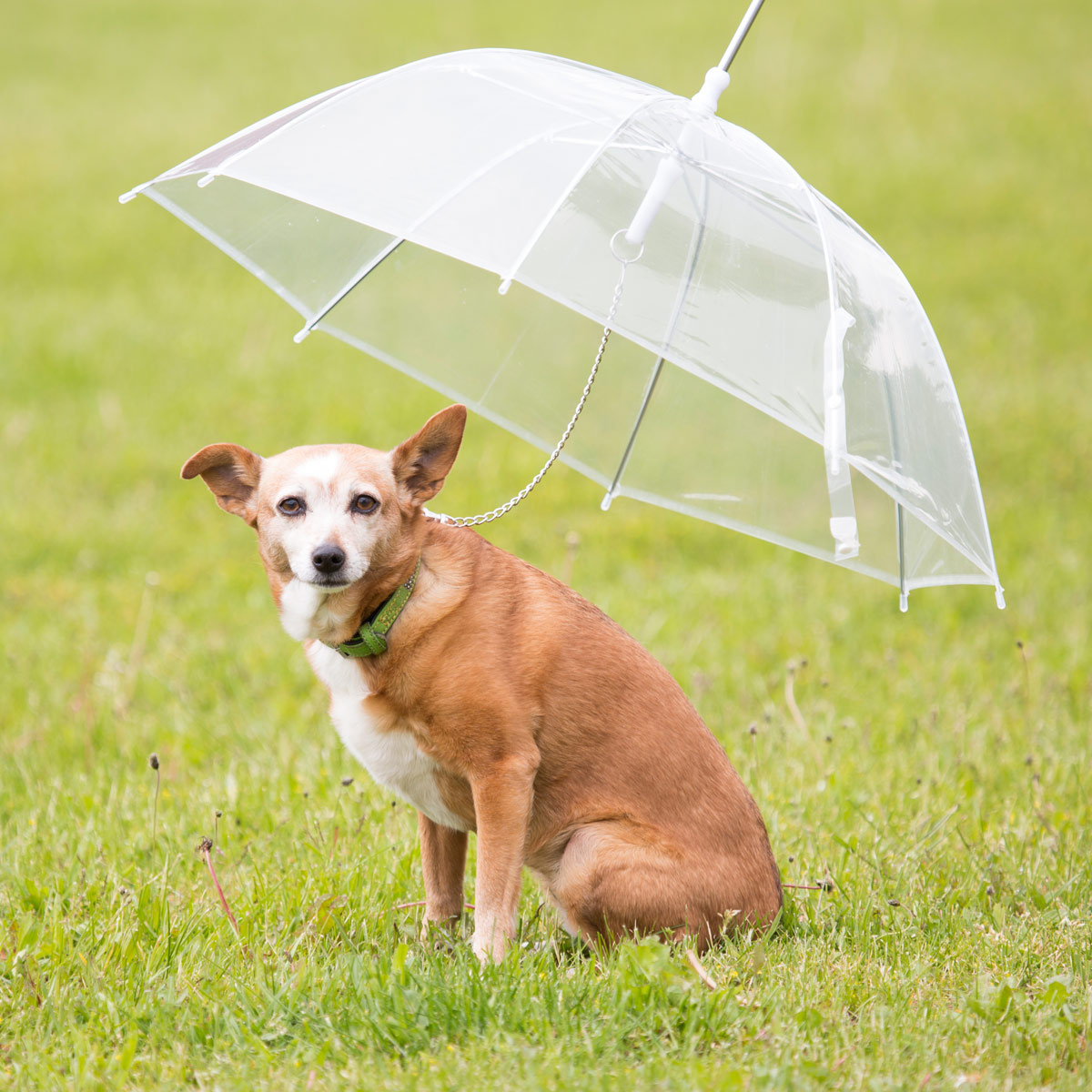 Hundeschirm Regenschirm für Hunde Schirm transparent Regenmantel Ersatz