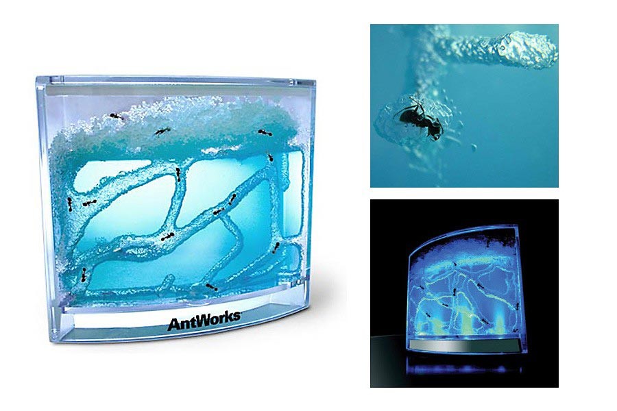 Ameisenfarm mit NASA-Gel Ameisenfarm mit NASA-Gel