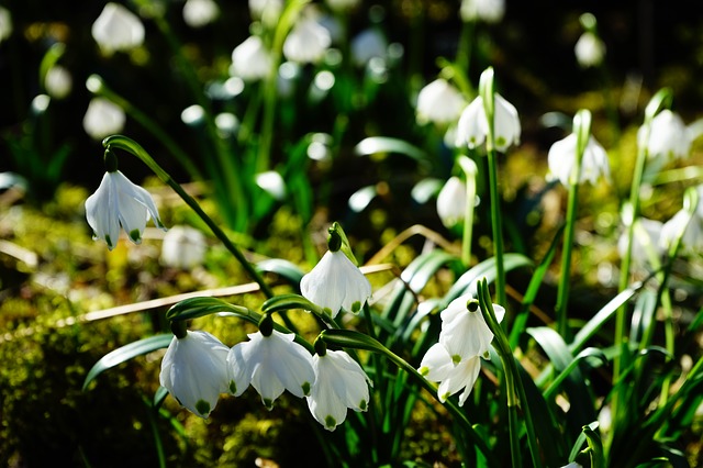 Frühlingsbote Märzenbecher