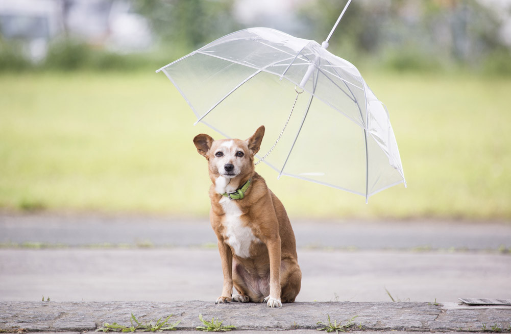 Hunde Regenschirm Hunderegenschirm für Hunde